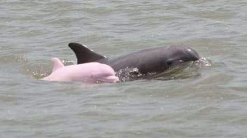 Το σπάνιο ροζ δελφίνι της Λουιζιάνα είναι έγκυος! [βίντεο]